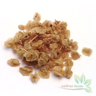 Green_Sorrel_Seeds_Nativus_Farms_2