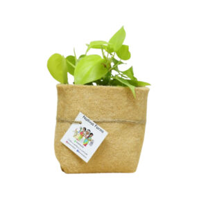 Plant Return Gifts in Jute Planters (Green Favors)