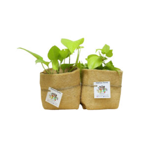 Hand-stitched jute planters containing flowering plants for eco-friendly gifting.
