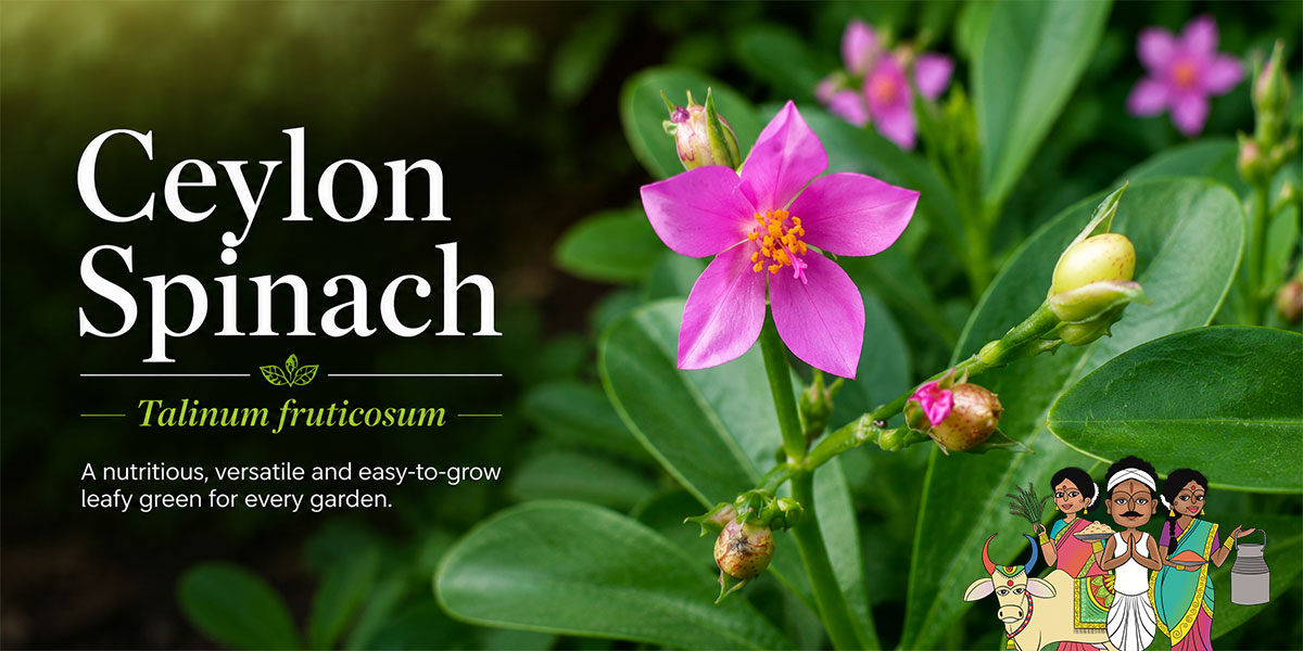 Ceylon Spinach (Talinum fruticosum) plant with pink flowers and edible green leaves growing in a tropical garden.