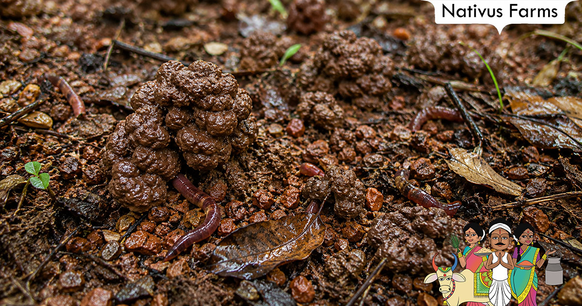 A close-up view of fresh earthworm castings on healthy, dark organic farm soil after monsoon rain in India.