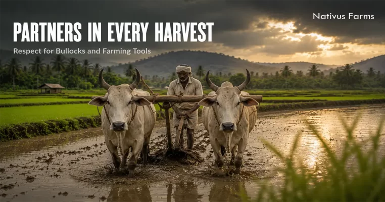 Respect for Bullocks and Farming Tools