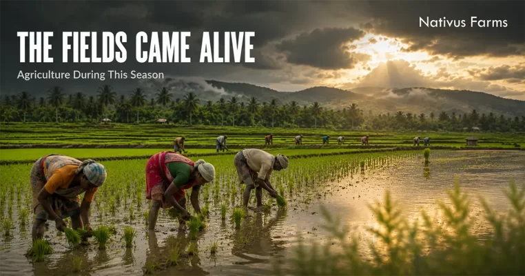 Agriculture During This Season