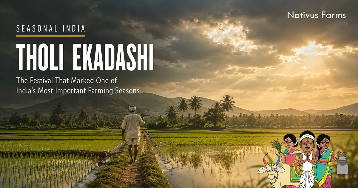 Indian farmer walk through paddy fields in a rain-soaked field during the southwest monsoon season.