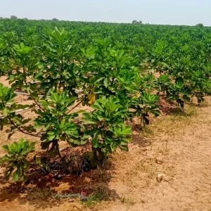 Lush naturally grown fig trees growing in the fertile soils of Gadwal district.